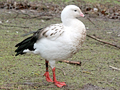 Andean Goose